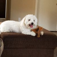 Desert Sky Animal Hospital ico