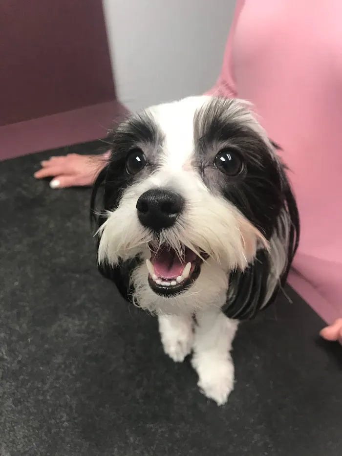 Orangewood Animal Hospital - Now Palo Verde Animal Hospital 1