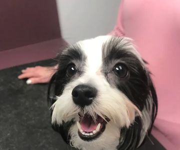 Orangewood Animal Hospital - Now Palo Verde Animal Hospital