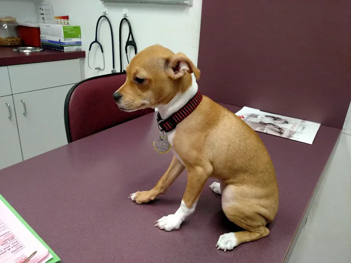 Orangewood Animal Hospital - Now Palo Verde Animal Hospital 5