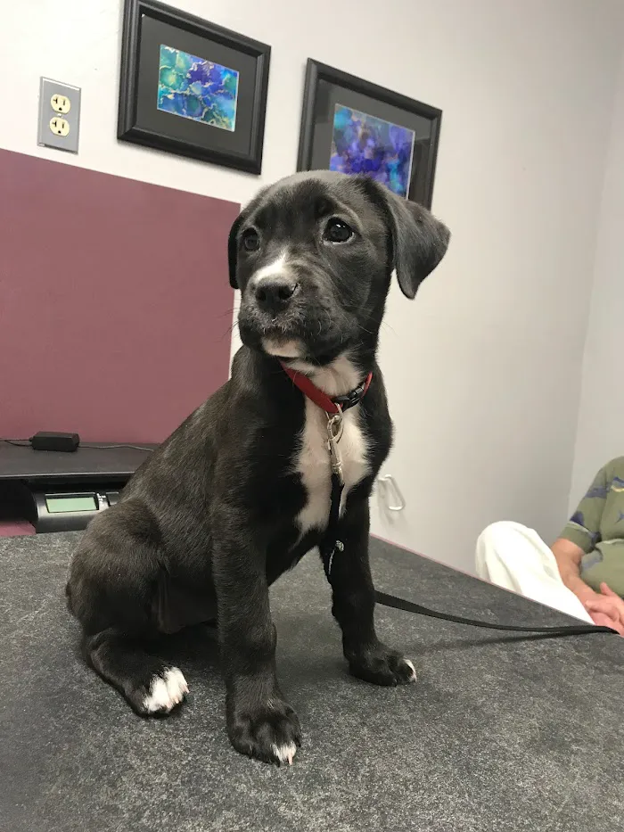 Orangewood Animal Hospital - Now Palo Verde Animal Hospital 6