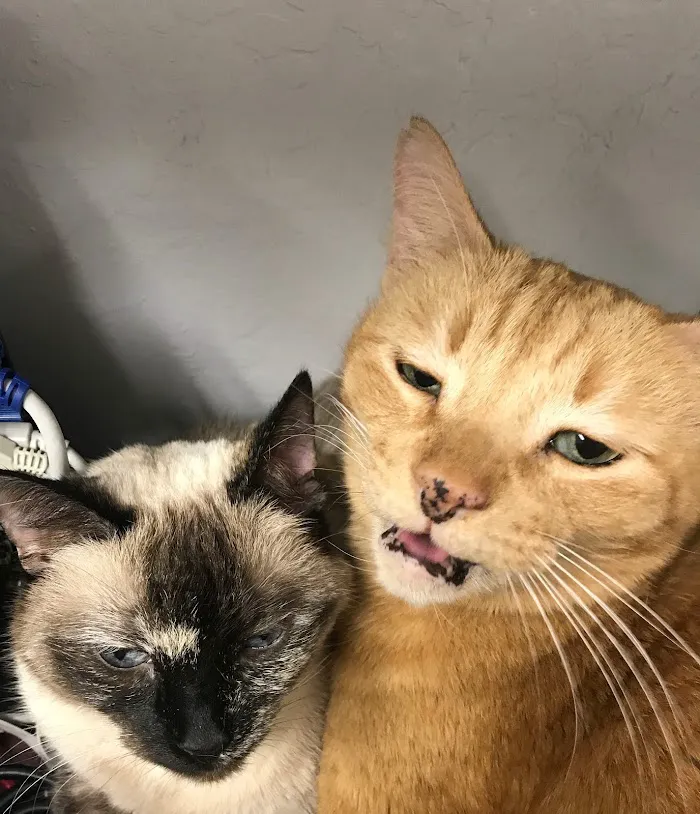 Orangewood Animal Hospital - Now Palo Verde Animal Hospital 3