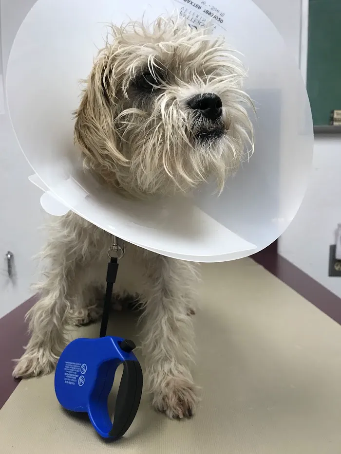 Orangewood Animal Hospital - Now Palo Verde Animal Hospital 7