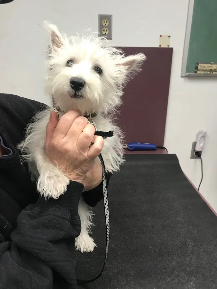 Orangewood Animal Hospital - Now Palo Verde Animal Hospital 8
