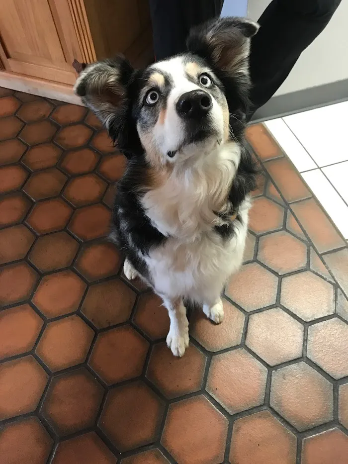 Orangewood Animal Hospital - Now Palo Verde Animal Hospital 9