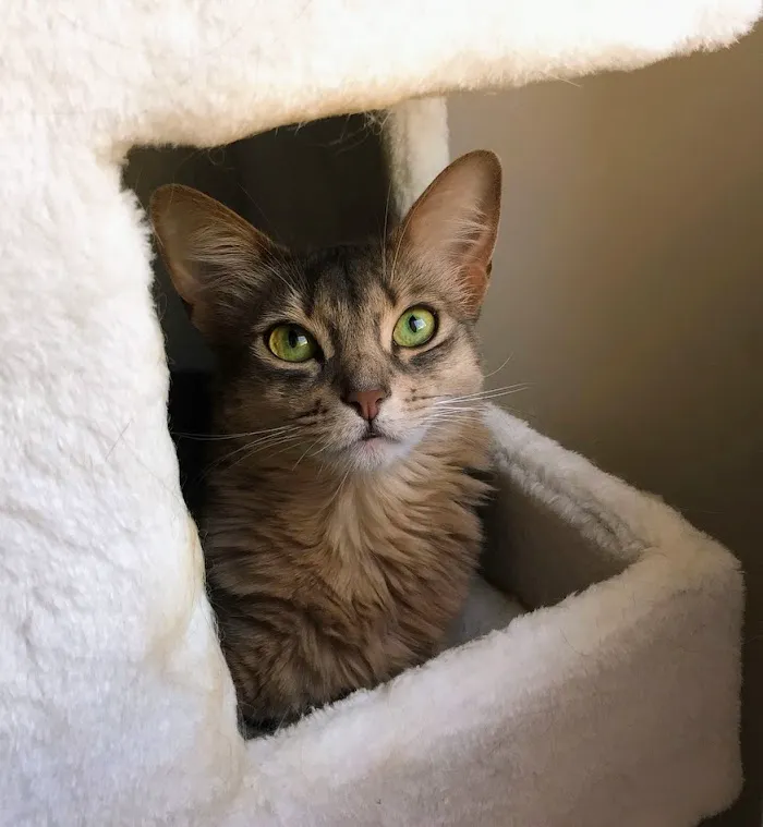 BluePearl Pet Hospital 5