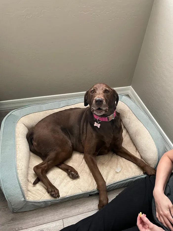 BluePearl Pet Hospital 8