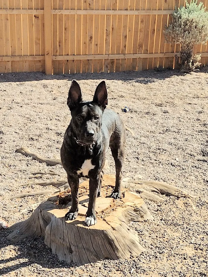 Canyon State Veterinary Specialties 9