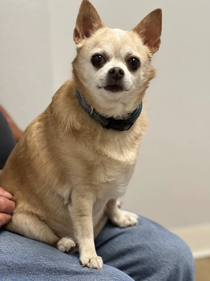 Parrish Veterinary Clinic & Urgent Care 12