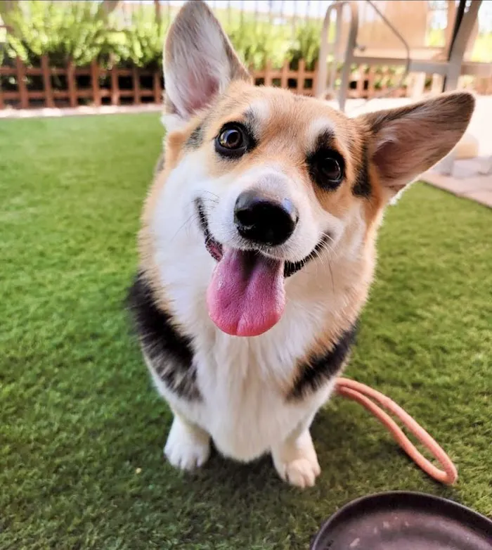 BluePearl Pet Hospital 8