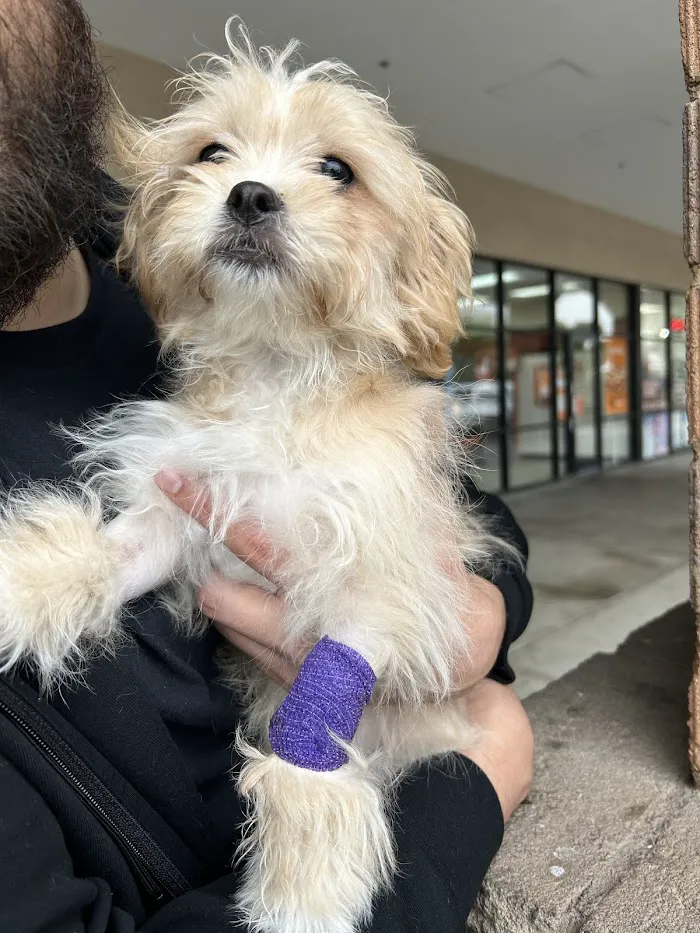BluePearl Pet Hospital 4