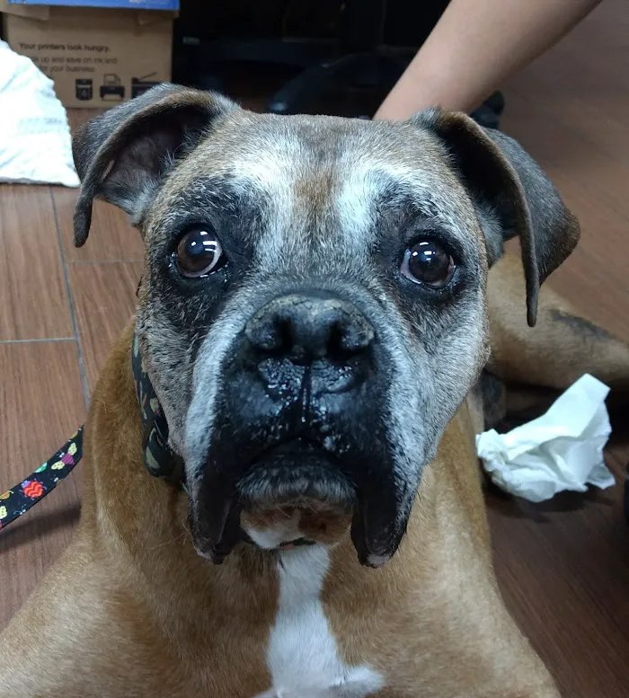 Indian Bend Animal Hospital 1