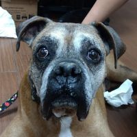 Indian Bend Animal Hospital ico