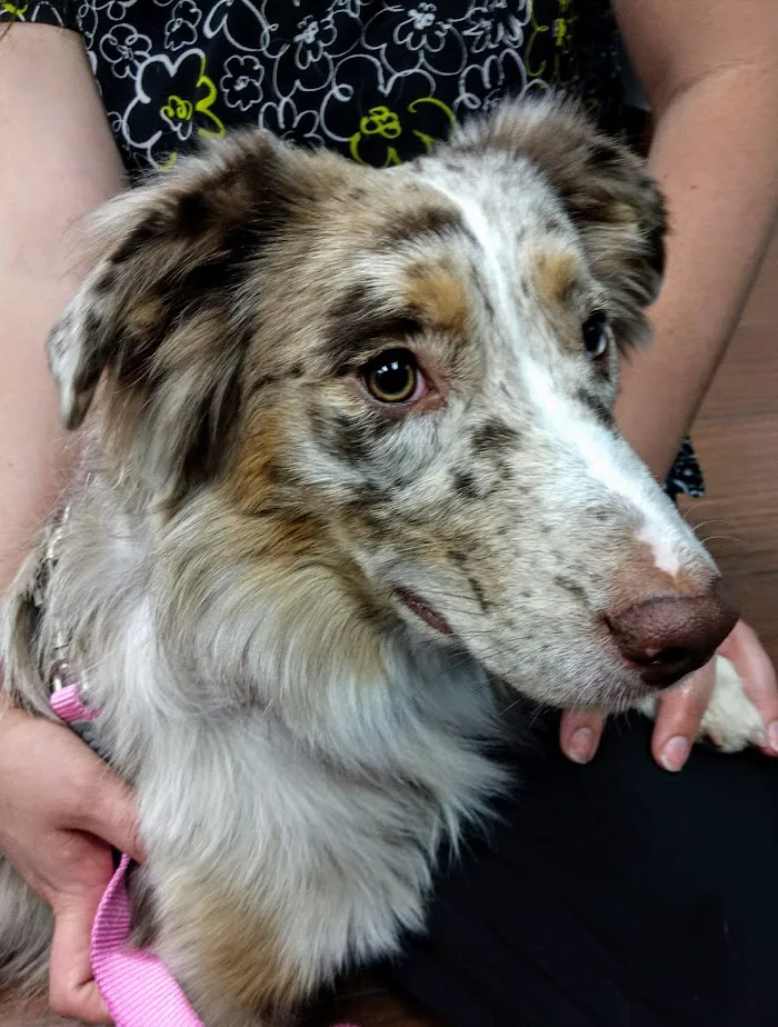 Indian Bend Animal Hospital 8