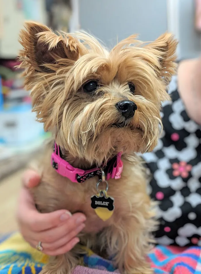 Indian Bend Animal Hospital 6