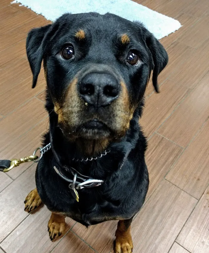 Indian Bend Animal Hospital 2