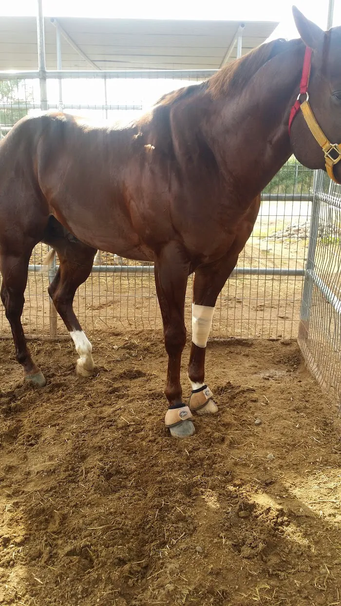 Rio Verde Equin DVM 2