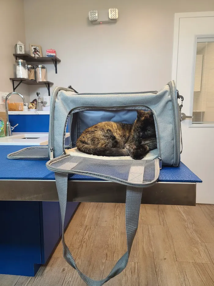 Vet Next Door 12