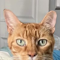 Cat Thyroid Center ico