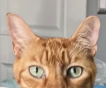 Cat Thyroid Center