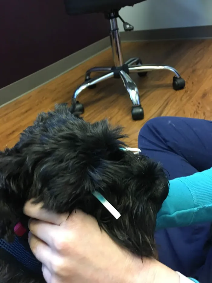 Eyeshine Veterinary 8