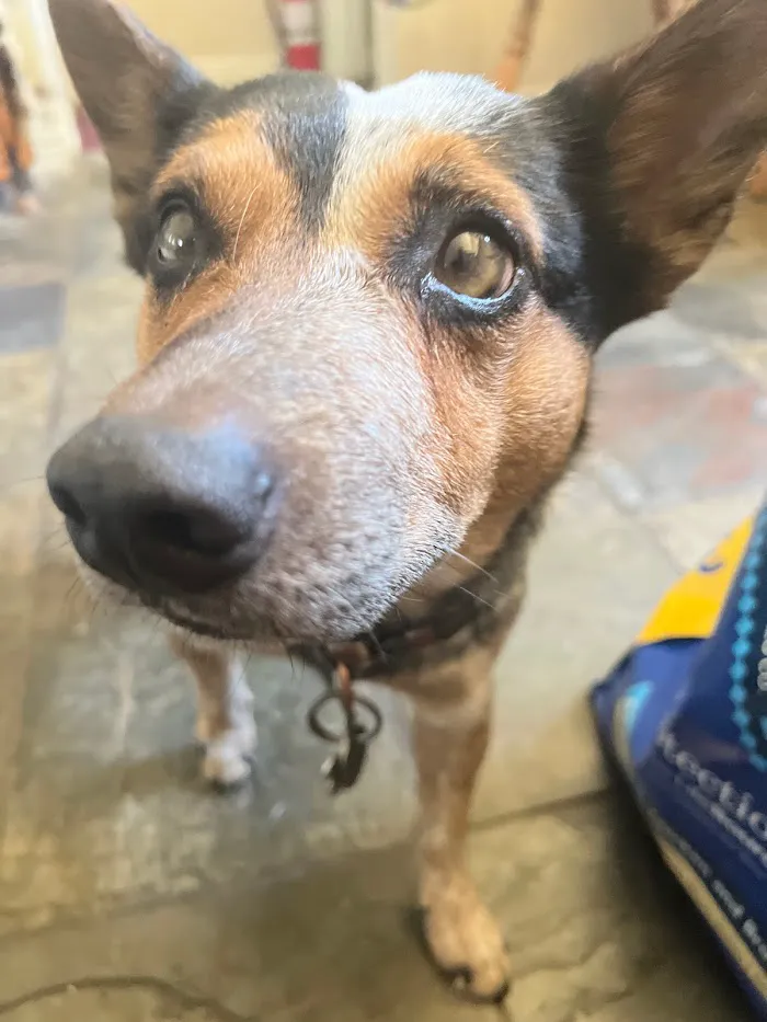 Eyeshine Veterinary 7