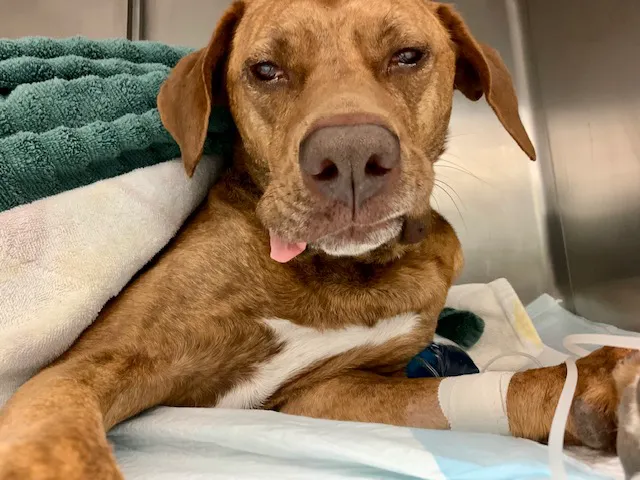Bradenton Veterinary Emergency 12