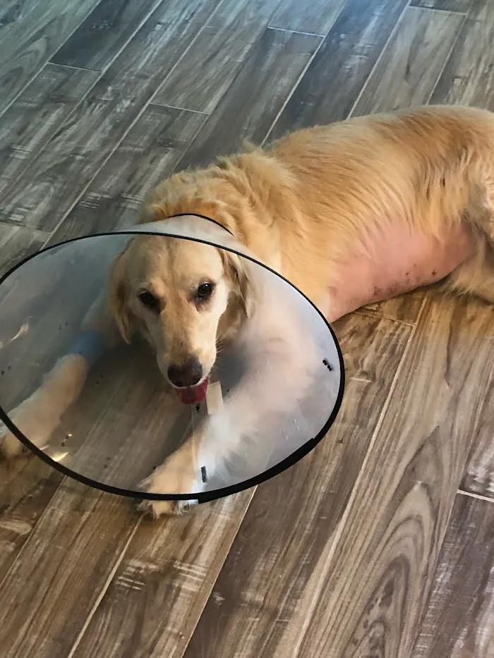 Bradenton Veterinary Emergency 12