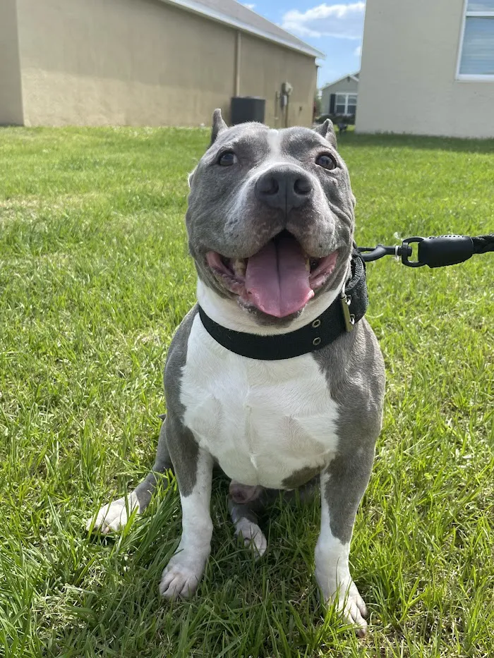 Bradenton Veterinary Emergency 12