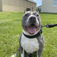 Bradenton Veterinary Emergency ico