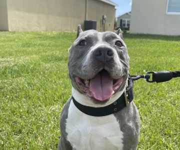 Bradenton Veterinary Emergency
