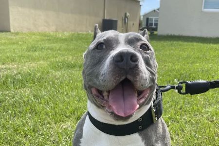 Bradenton Veterinary Emergency