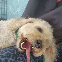 Healing Wise Holistic Veterinary Care ico