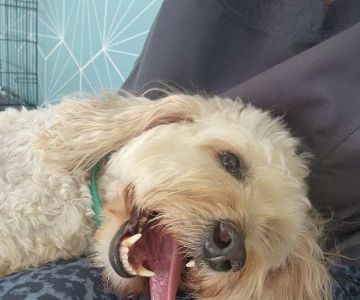 Healing Wise Holistic Veterinary Care