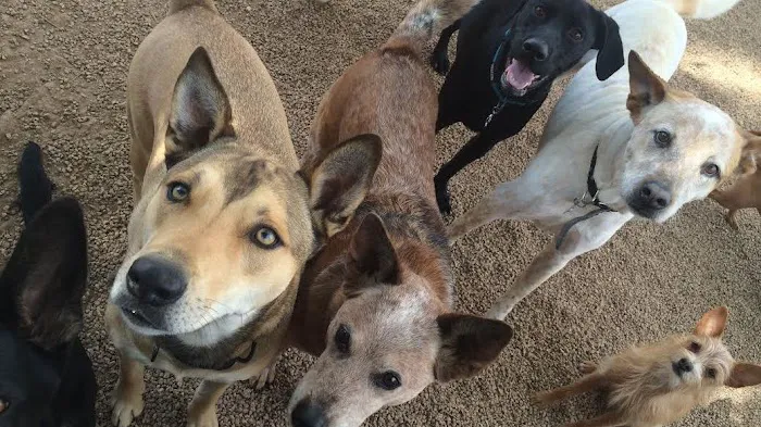 Deer Creek Animal Hospital 3