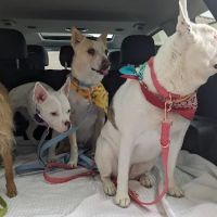 Deer Creek Animal Hospital ico