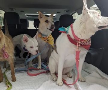 Deer Creek Animal Hospital