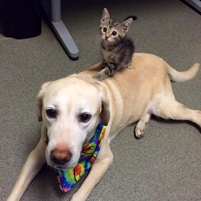 Deer Creek Animal Hospital 8