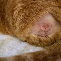 Veterinary Medical Center at Lakewood Ranch ico