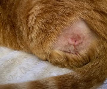 Veterinary Medical Center at Lakewood Ranch