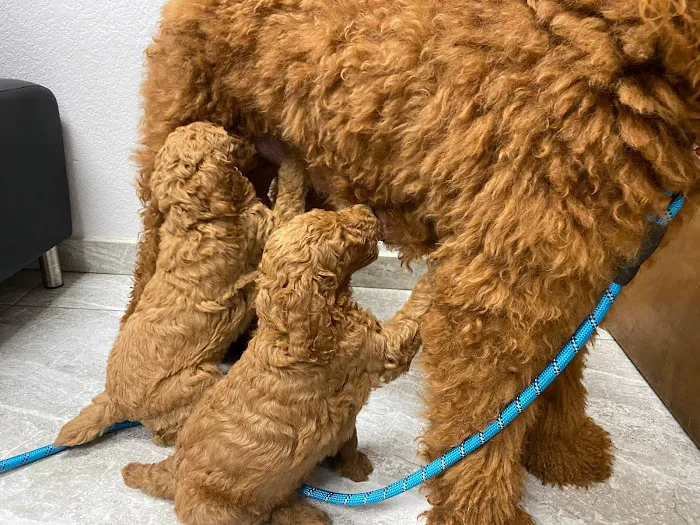 Canyon Animal Hospital 1