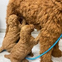 Canyon Animal Hospital ico