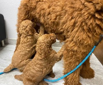 Canyon Animal Hospital