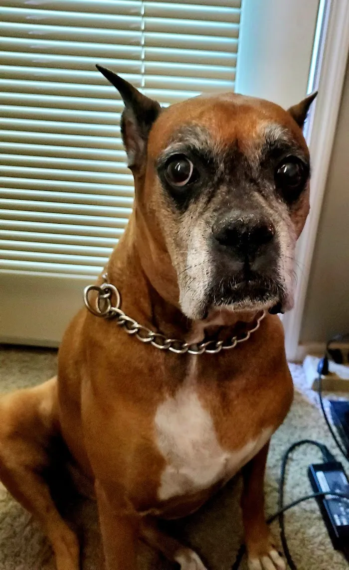 Canyon Animal Hospital 6
