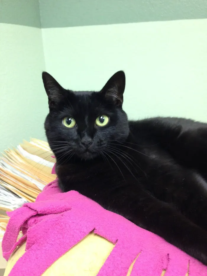 Canyon Animal Hospital 7
