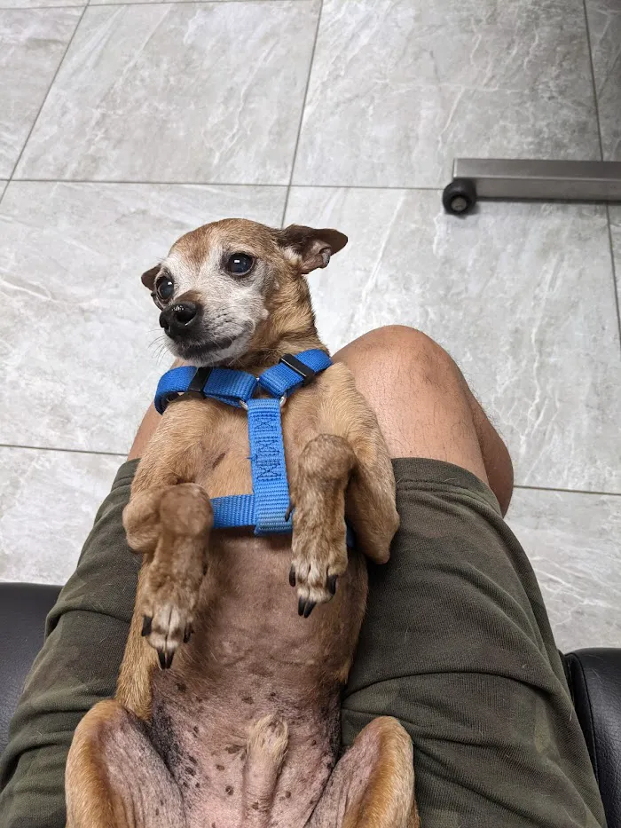 Canyon Animal Hospital 8