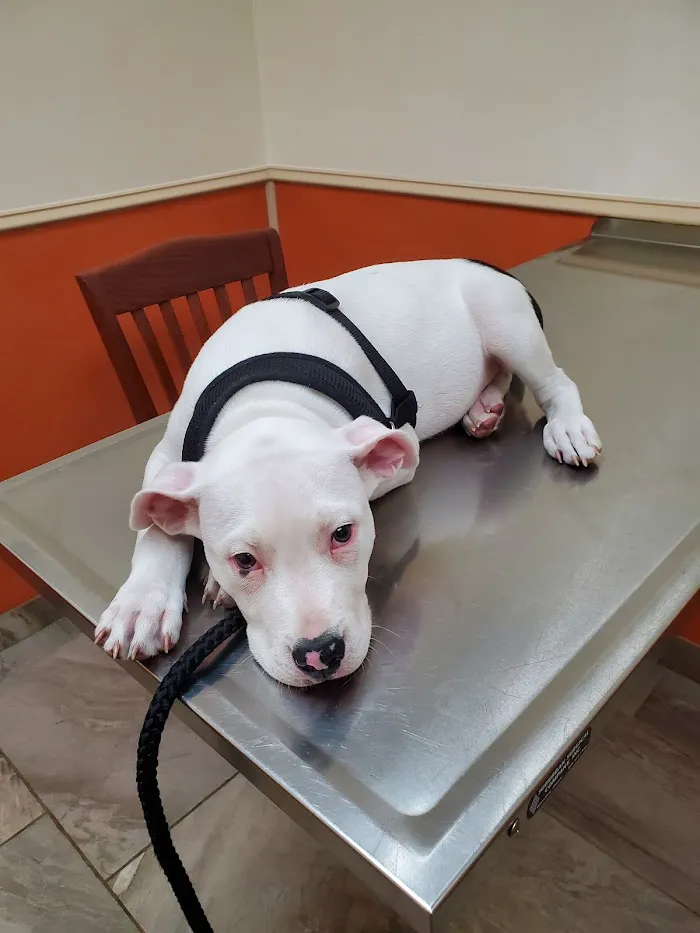 Bradenton Veterinary Hospital 12