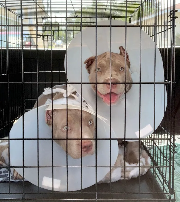 Bradenton Veterinary Hospital 12