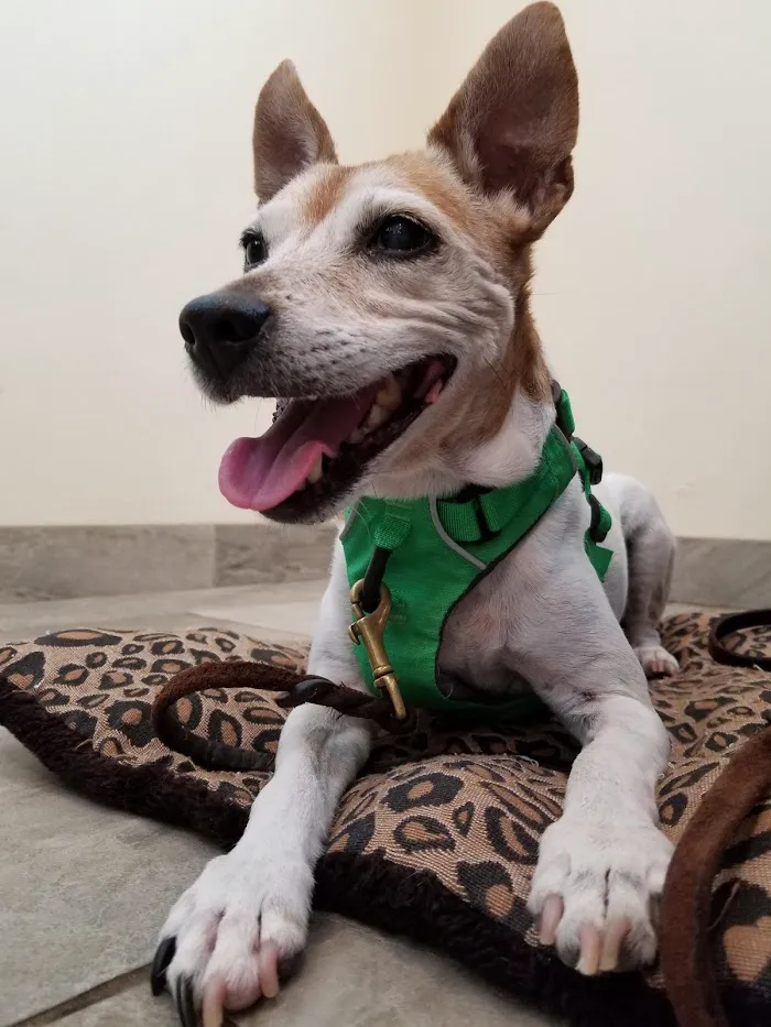 Bradenton Veterinary Hospital 12