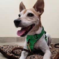 Bradenton Veterinary Hospital ico